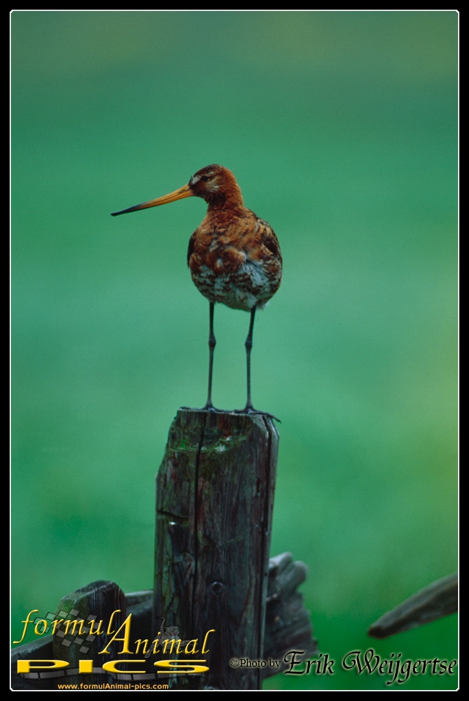 663x1001 pixels (582K)